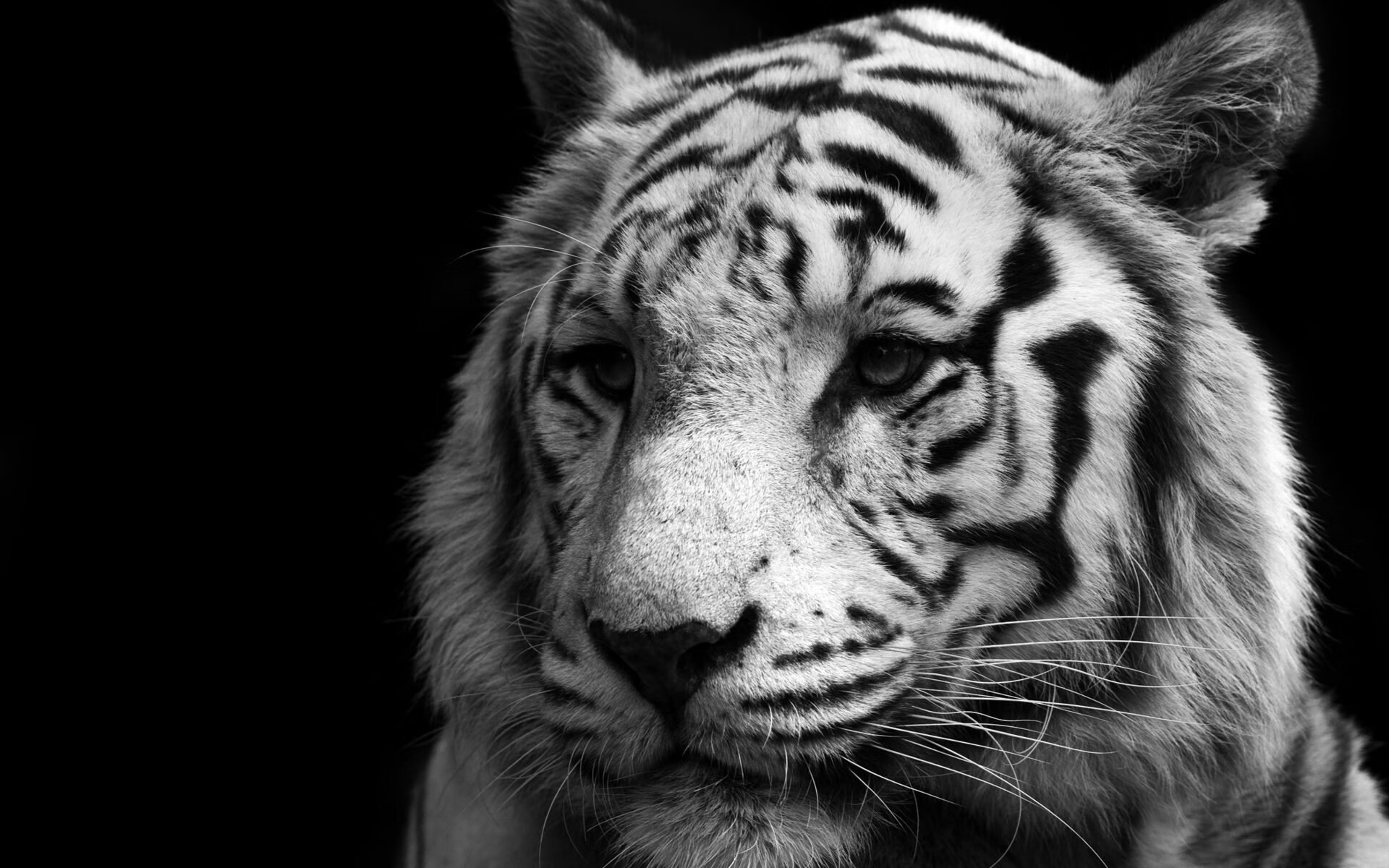 熊猫体育在线登录-克罗地亚队在巴黎奥运会手球比赛中以33_30战胜德国队，克罗地亚男足进奥运会了吗