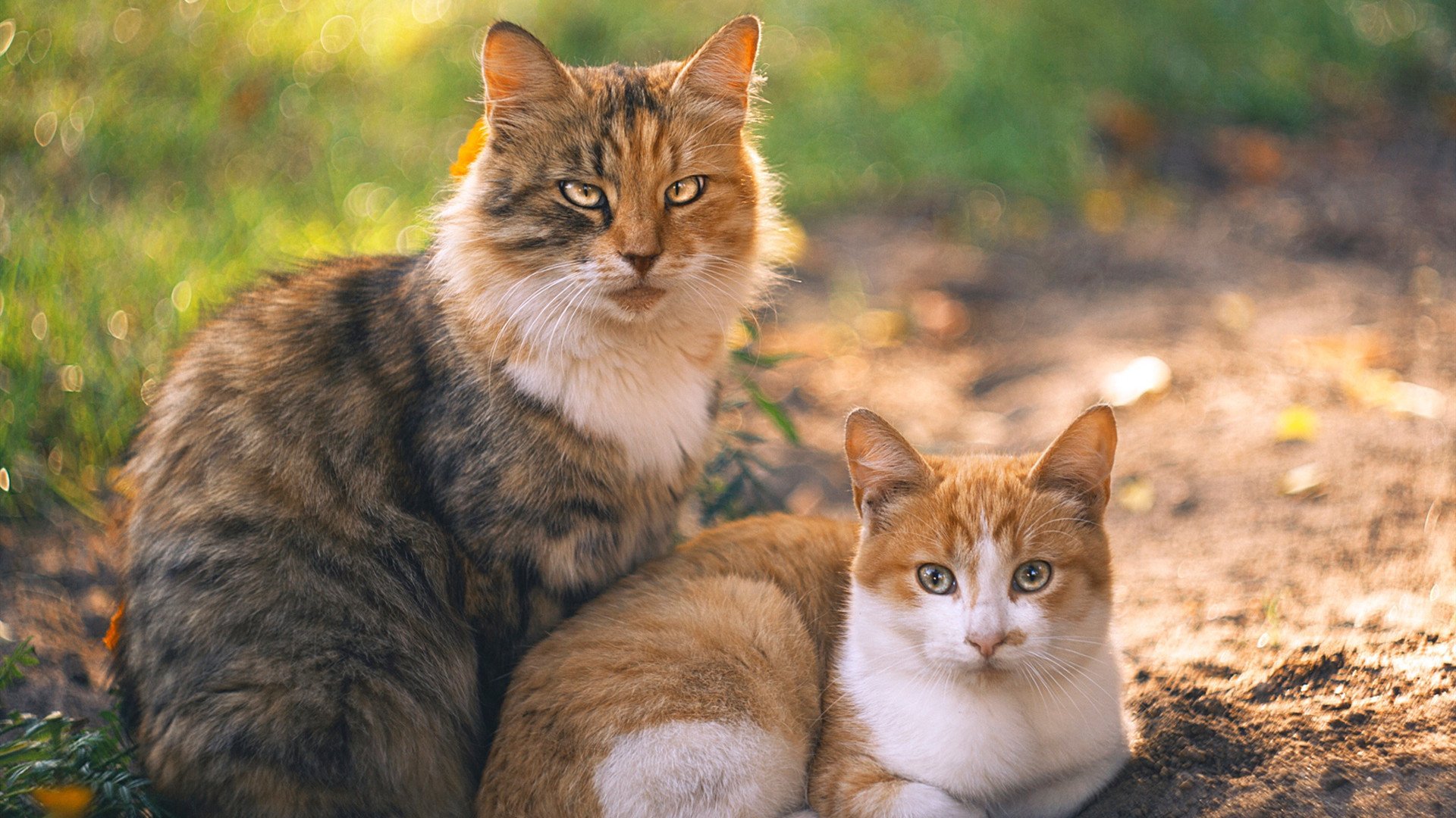 熊猫体育官网-史上最年轻“欧冠黄金射手”问鼎，未来不可限量，最年轻的欧冠冠军