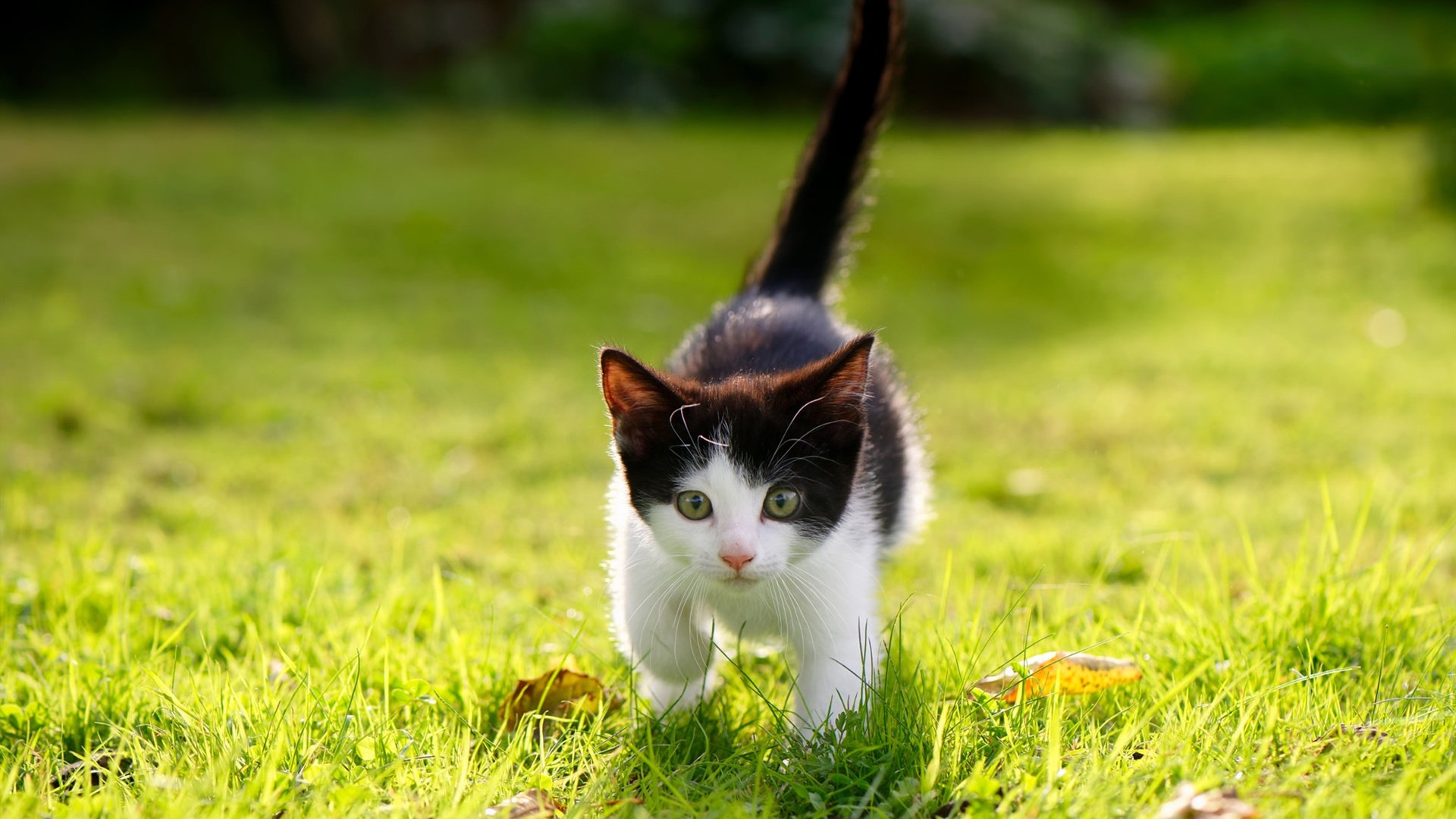 熊猫体育娱乐-虚拟现实技术驱动电竞体验革新，虚拟现实技术百度百科