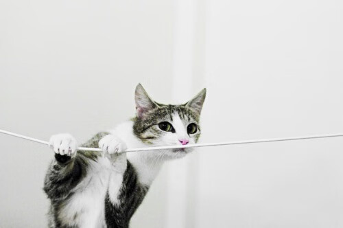 熊猫体育网页版-科尔切斯特联客场击败斯旺西市，球队获得主场首胜，士气大振，科尔切斯特联足球俱乐部