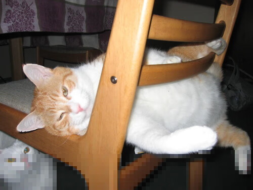 熊猫体育在线官网-技术动作稳定，发挥较为可靠，技术动作形成的规律一般分为