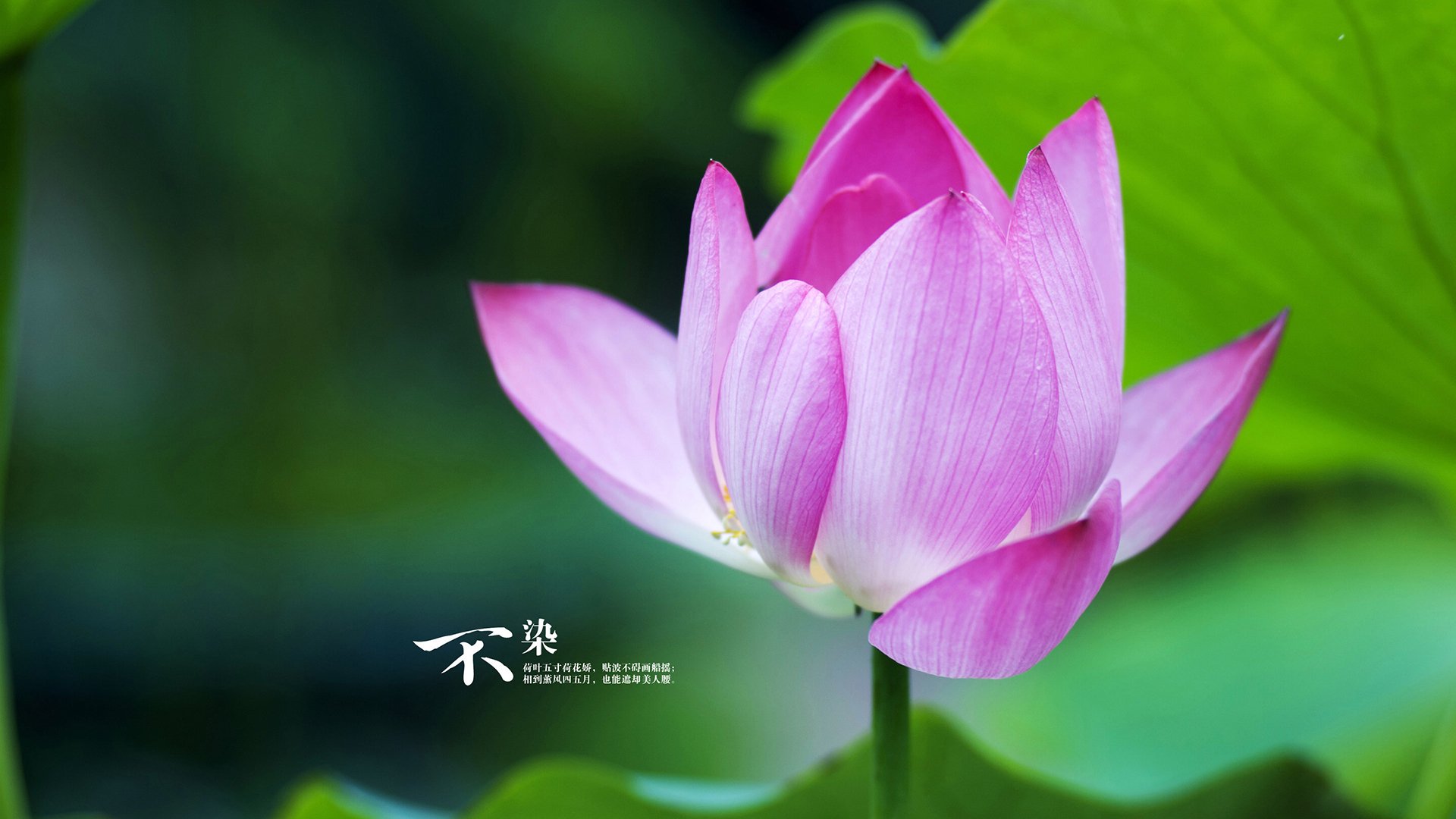 Panda Sports-比利时男篮在欧洲预赛中冲击奖牌，迈向奥运舞台，比利时球星欧洲杯