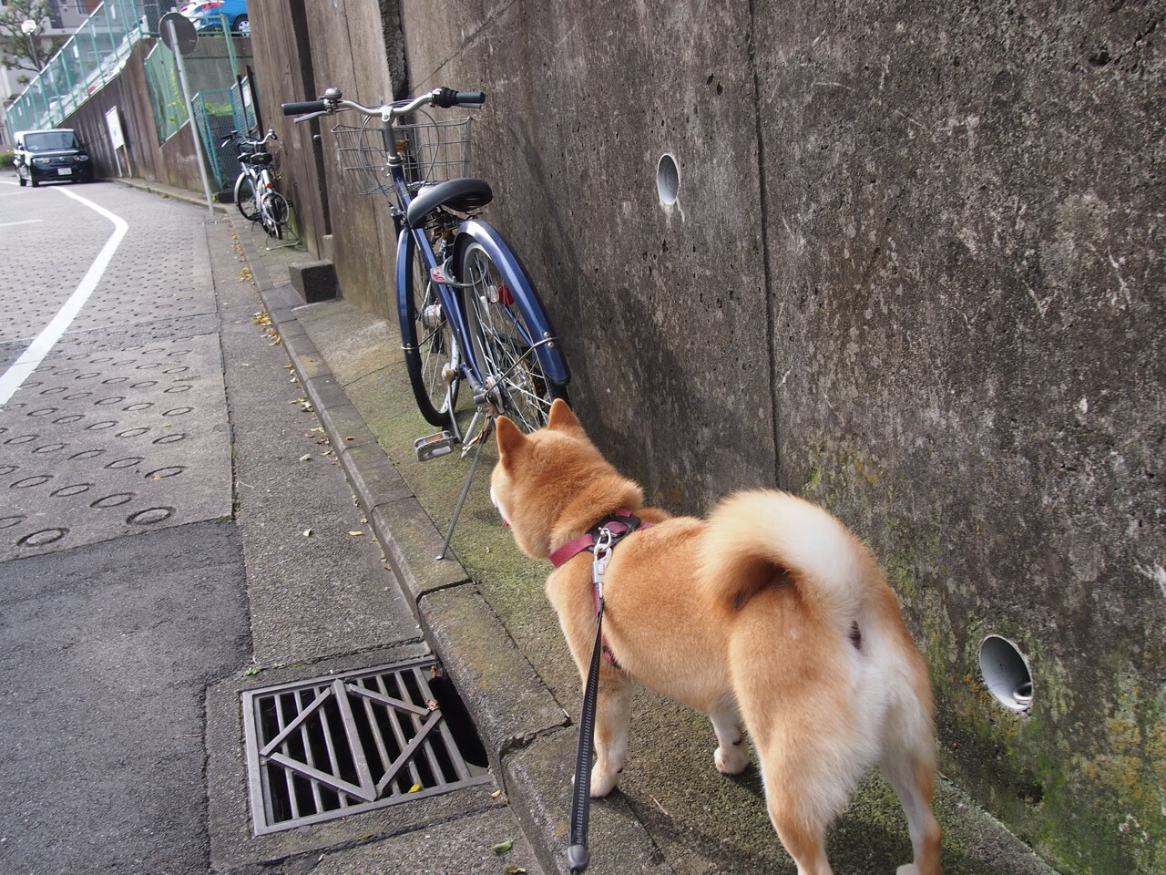 Panda Sports-美洲杯激情碰撞：个人能力与团队配合的高光时刻，美洲杯揭幕战准98db in