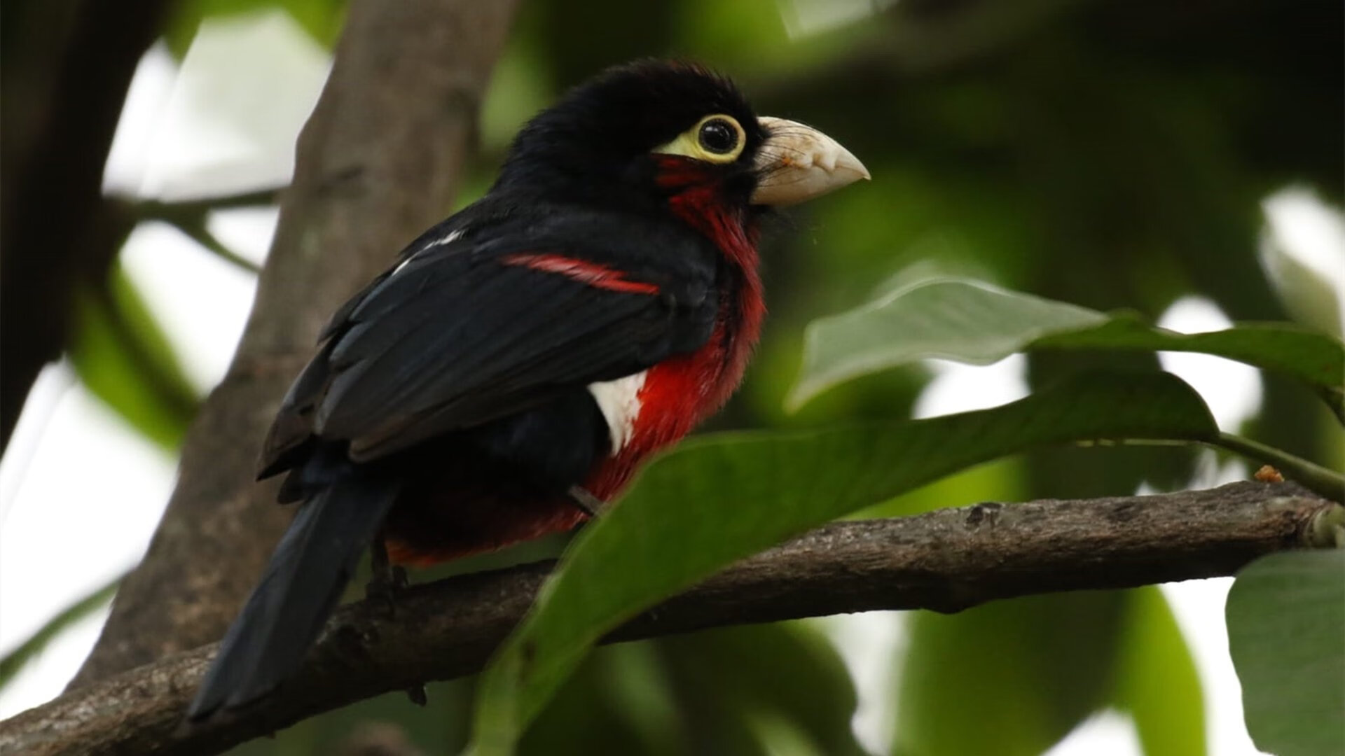 熊猫体育入口-跳水决赛突尼斯男将冲击奖牌，2016跳水视频