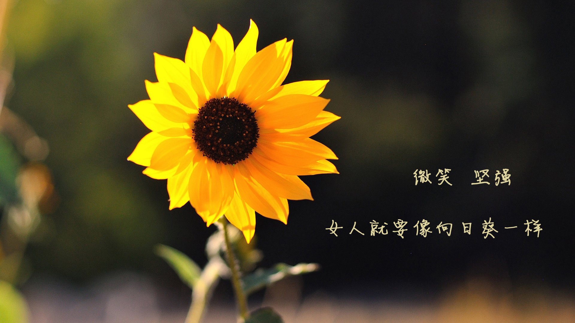 熊猫体育平台-马拉维男篮在非洲锦标赛中夺冠，历史性突破令人振奋，非洲马拉维说什么语言